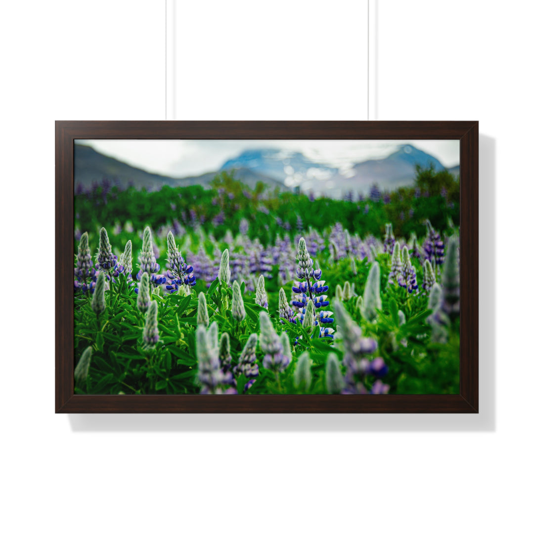 Glowing Lupin with Mountains - Framed Print