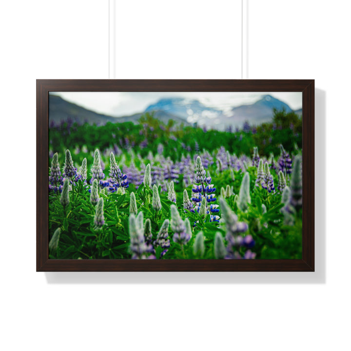 Glowing Lupin with Mountains - Framed Print
