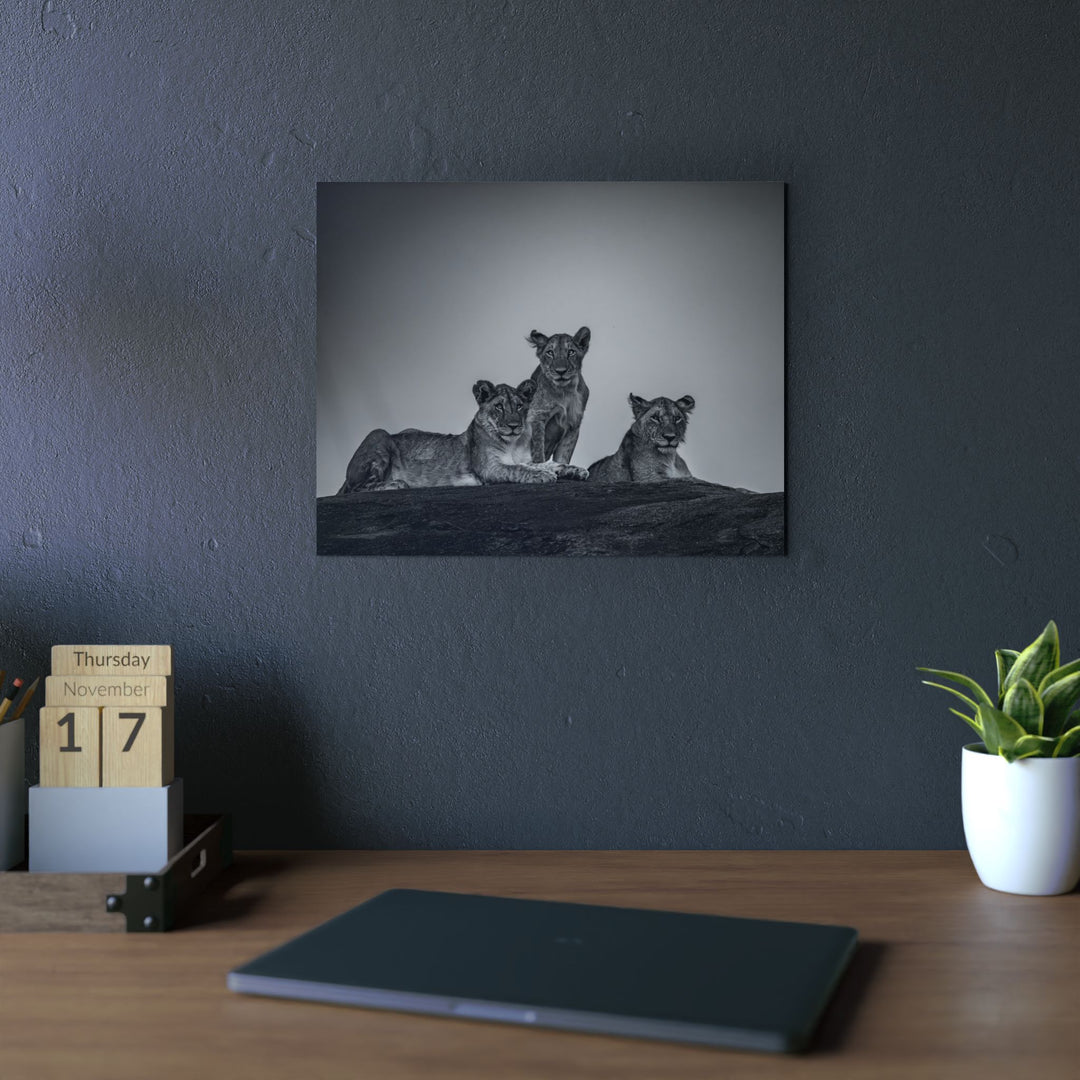 When the Light Fades Black and White | Aluminum Wall Art | Elemental Escape Collection