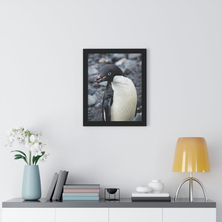 A Penguin's Pebble - Framed Print