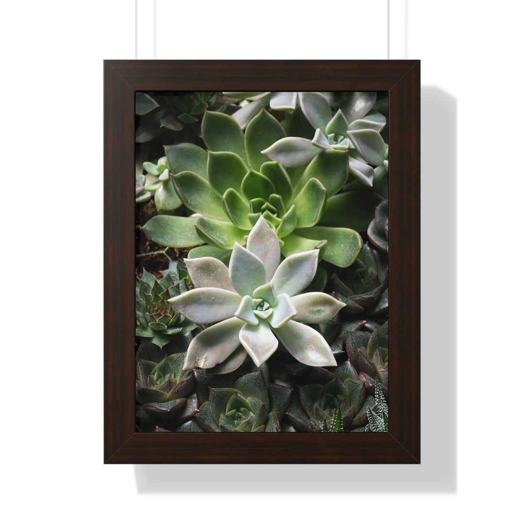 Succulent Array - Framed Print