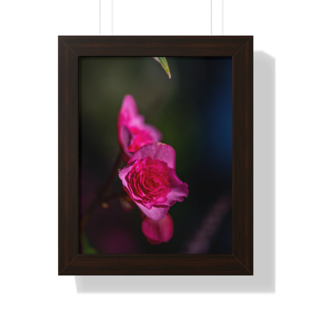 Hybrid Tea Rose - Framed Print