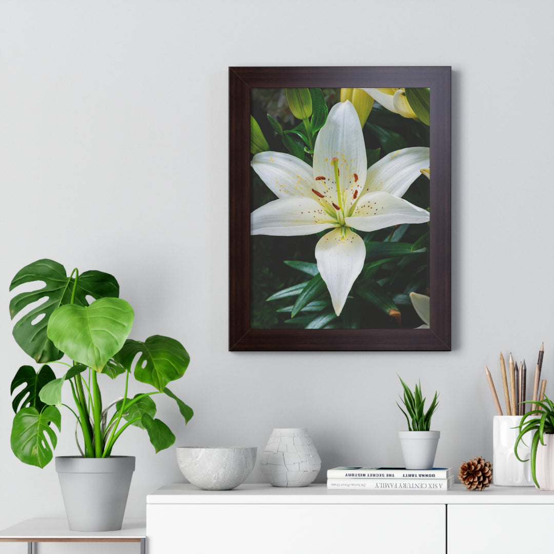 White Lily - Framed Print