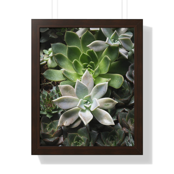 Succulent Array - Framed Print