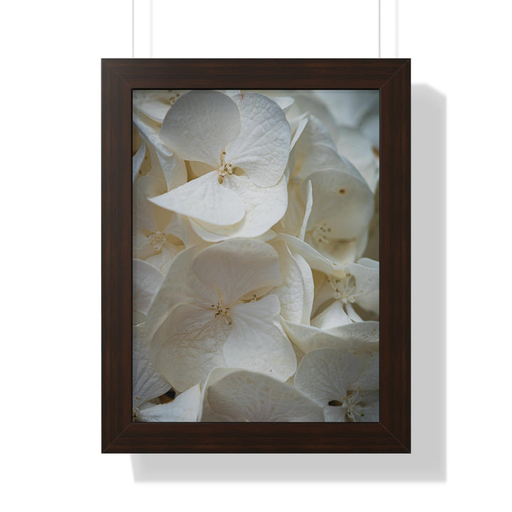 White Hydrangea Detail - Framed Print