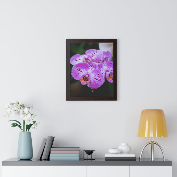 Orchid in Pink - Framed Print