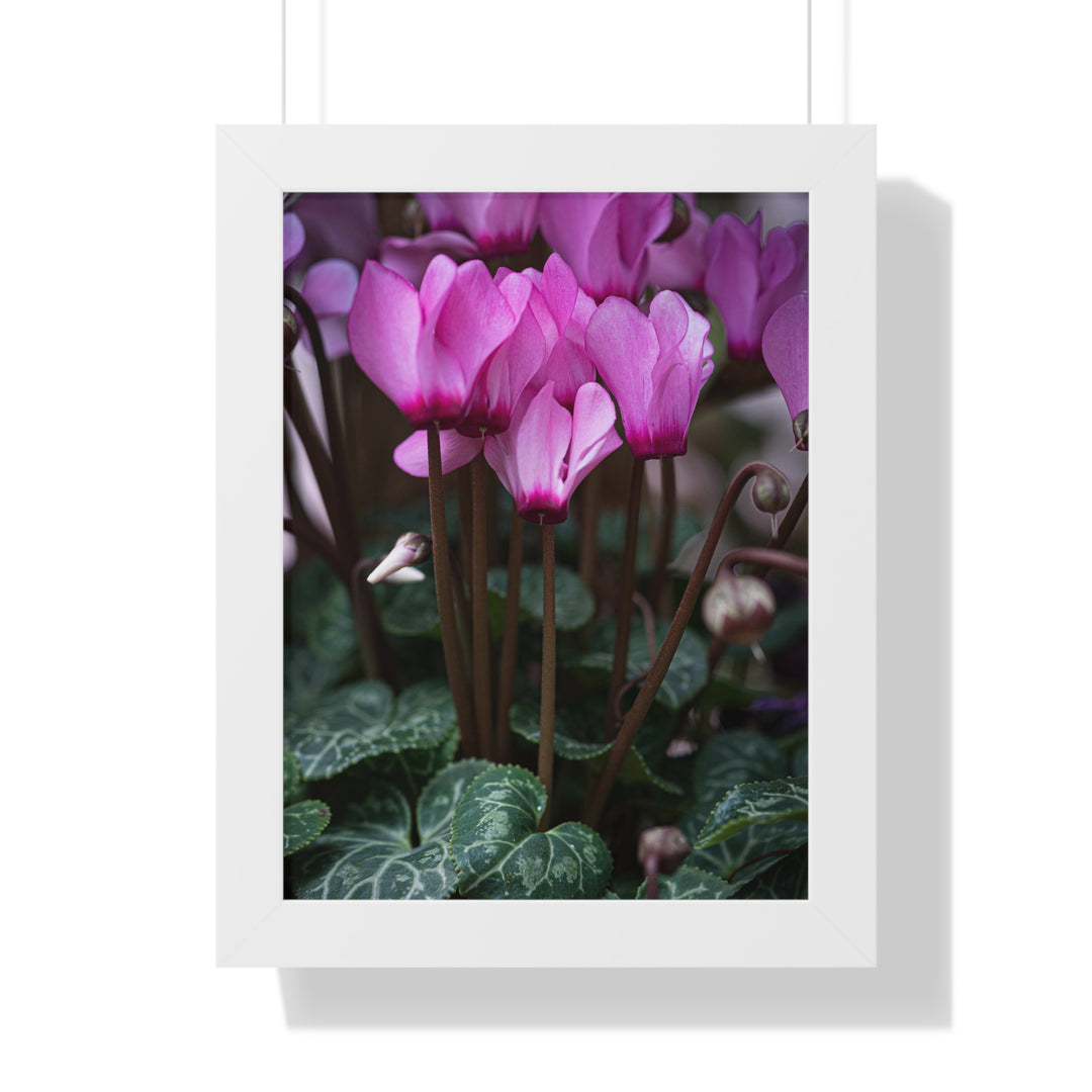 Cyclamen Reach - Framed Print