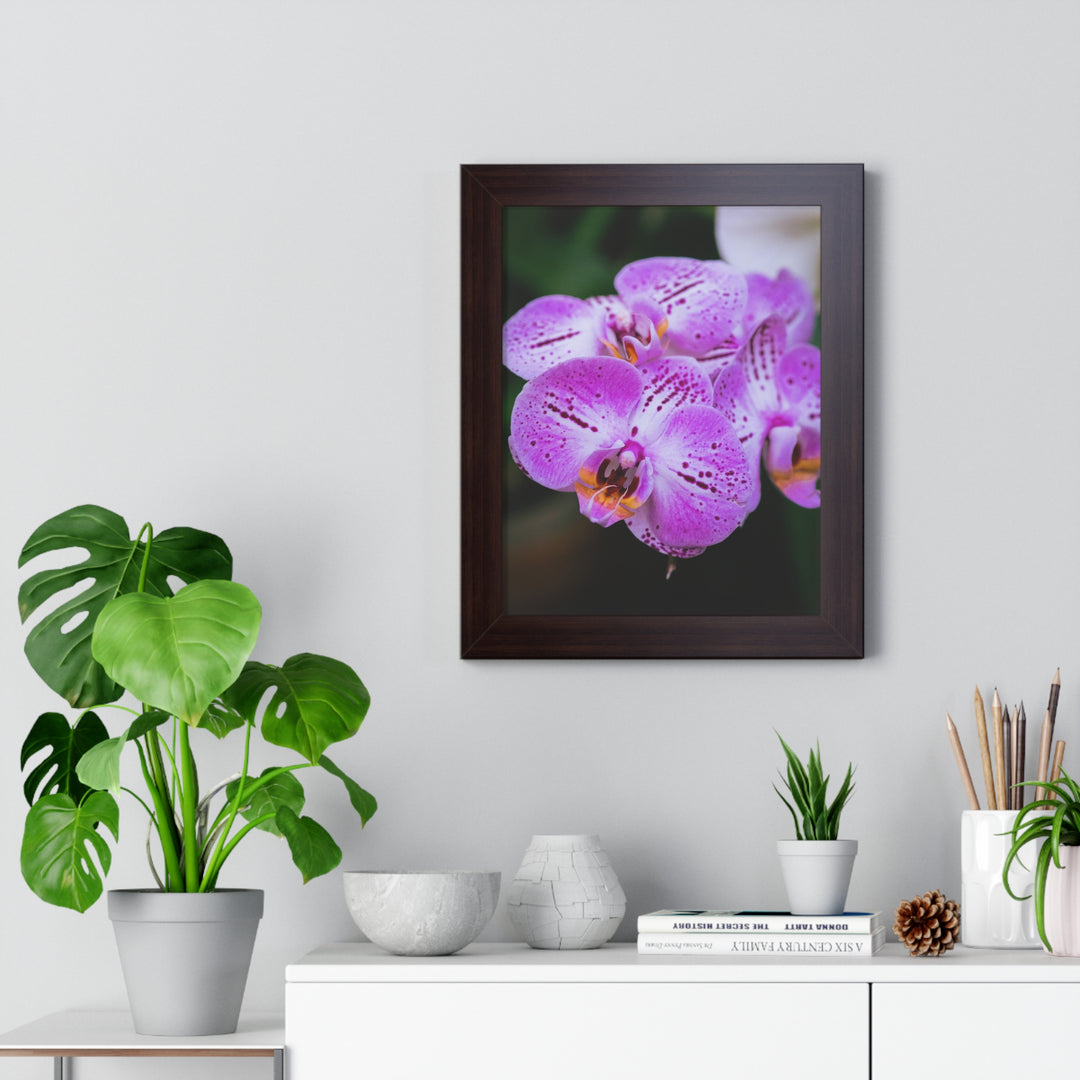 Orchid in Pink - Framed Print