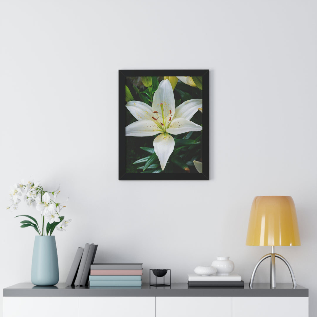 White Lily - Framed Print