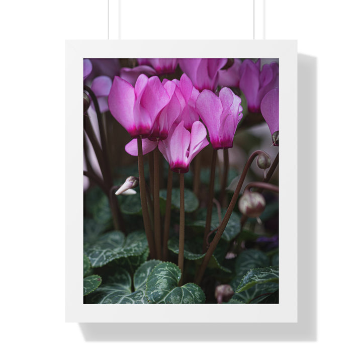 Cyclamen Reach - Framed Print