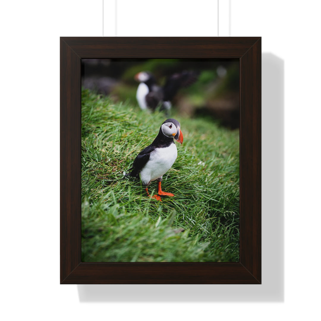 Curious Look - Framed Print