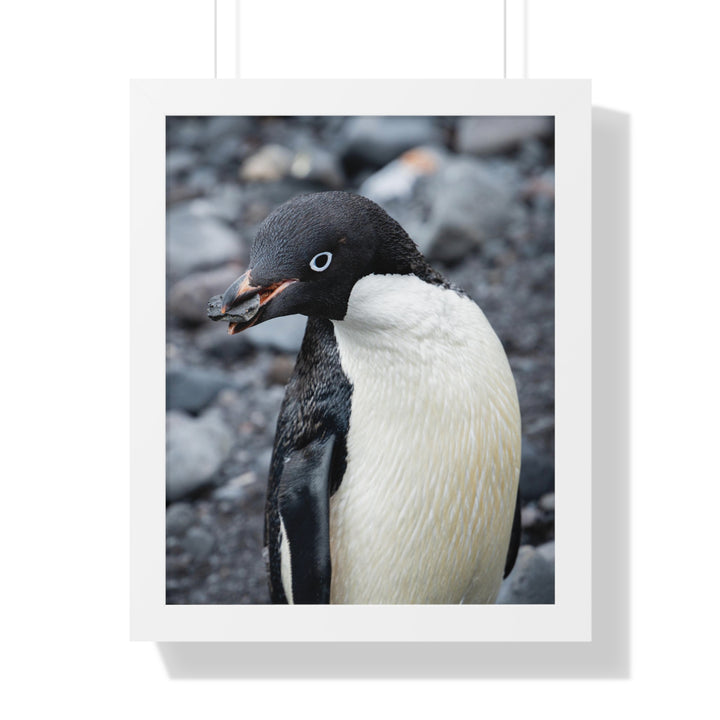 A Penguin's Pebble - Framed Print