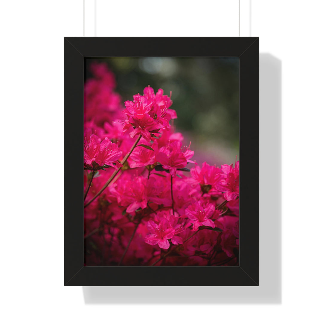 Full Bloom - Framed Print