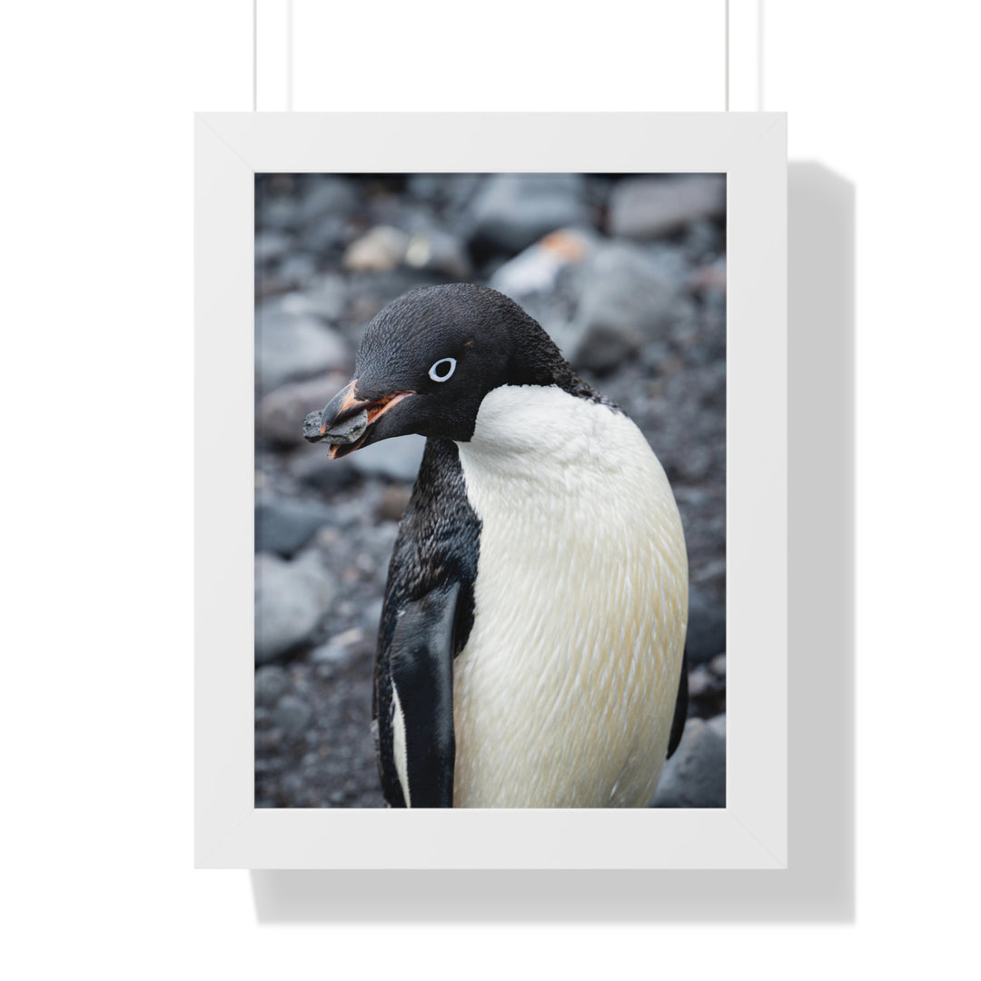 A Penguin's Pebble - Framed Print