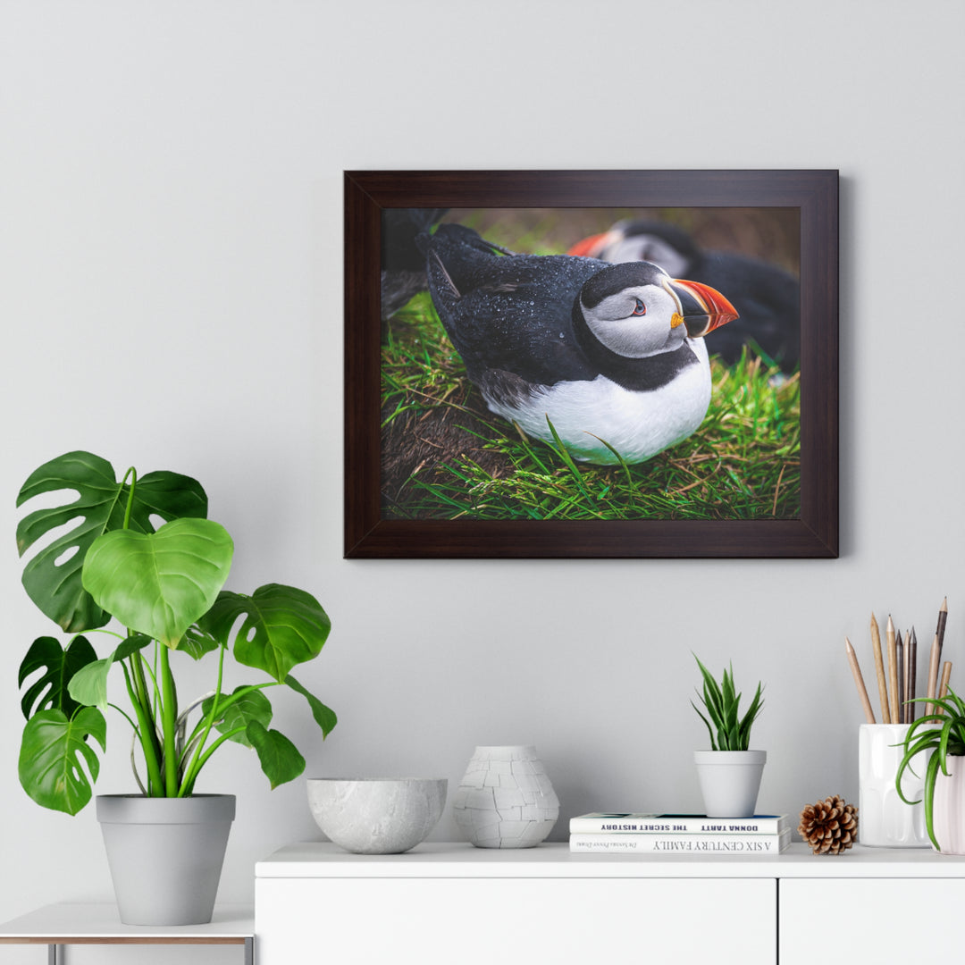 Resting Puffin - Framed Print