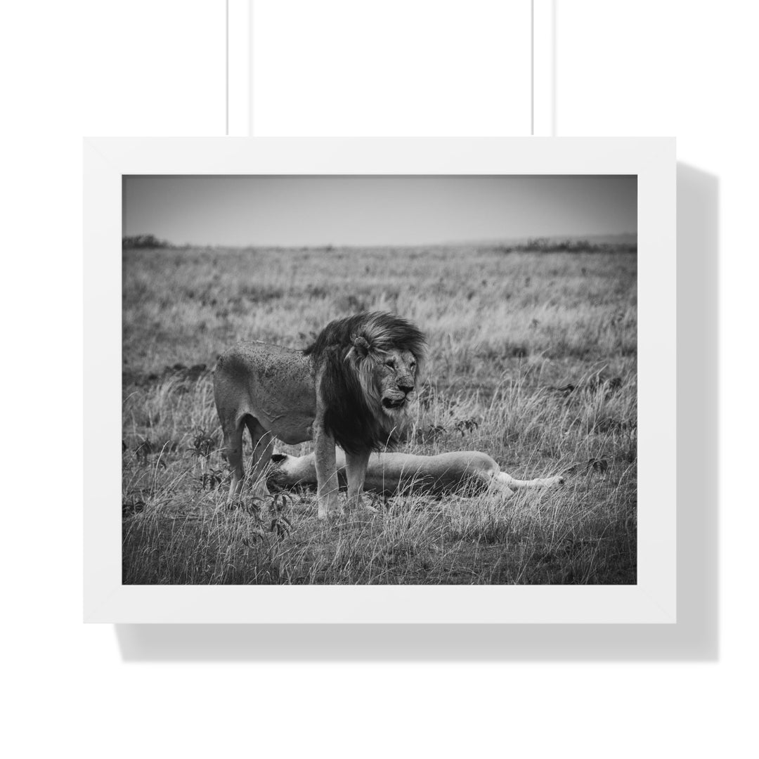 Mating Lions in Black and White - Framed Print