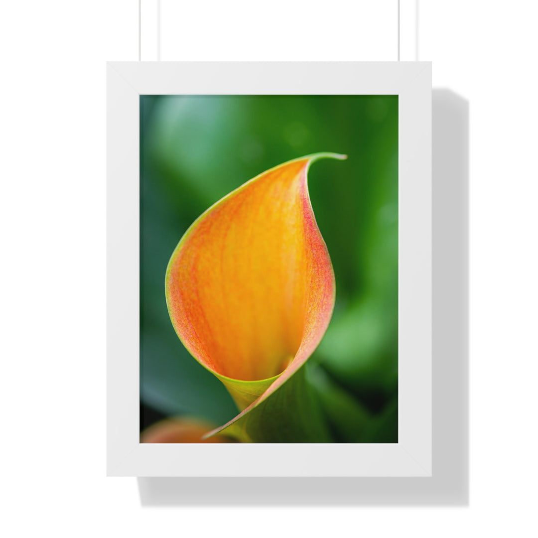 Orange Calla Lily - Framed Print