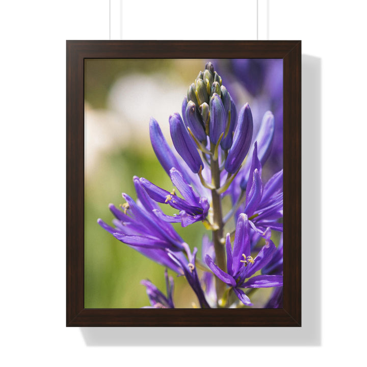 Camas in Bloom - Framed Print