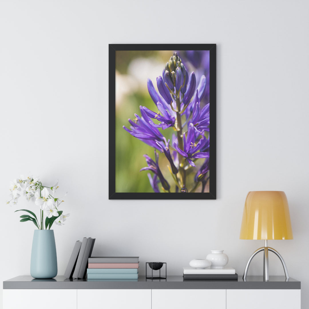 Camas in Bloom - Framed Print