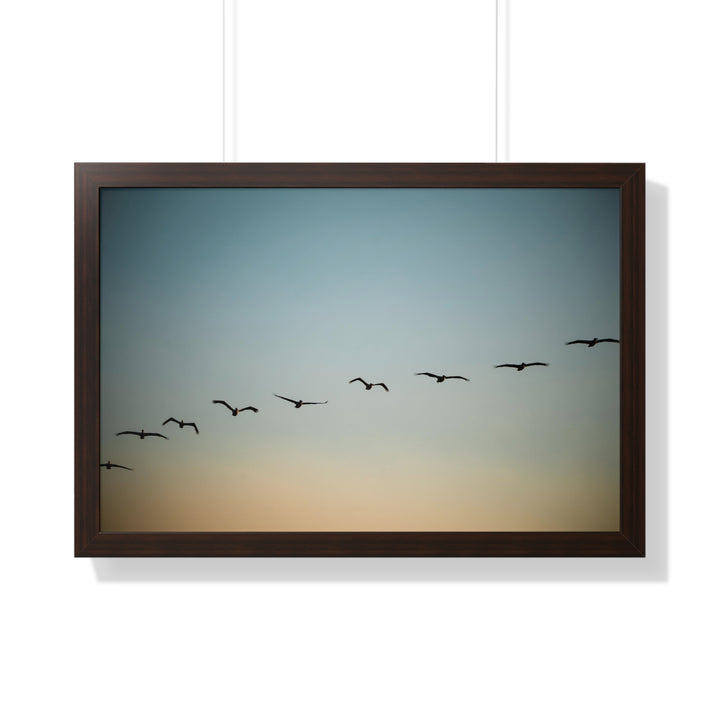 Brown Pelicans in Flight - Framed Print