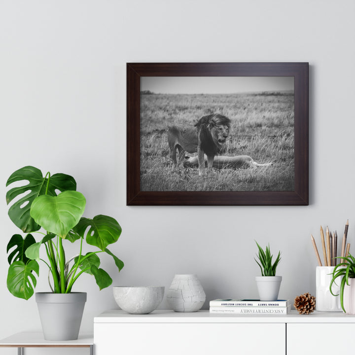 Mating Lions in Black and White - Framed Print