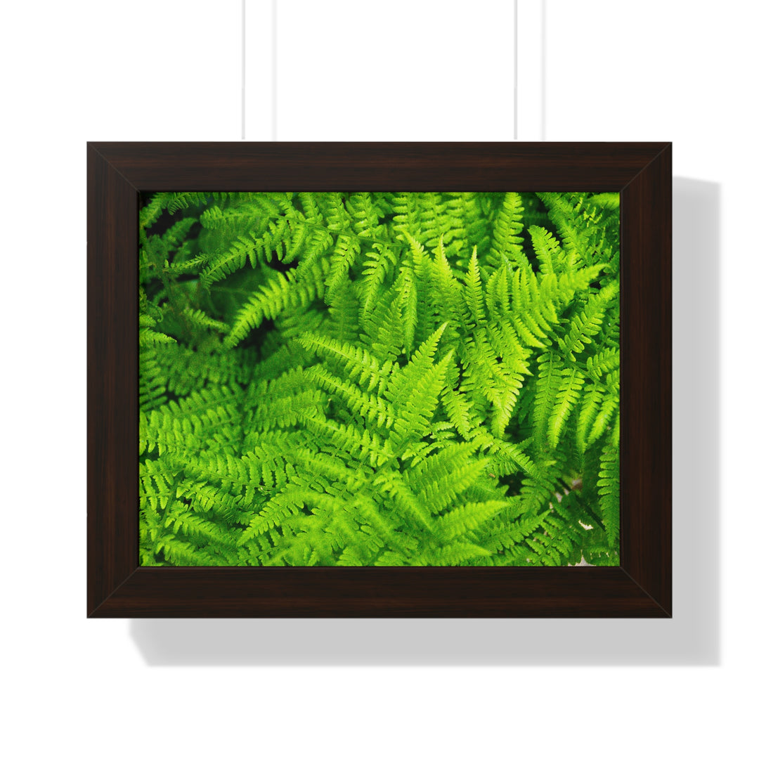 Ferns, Ferns, Ferns - Framed Print