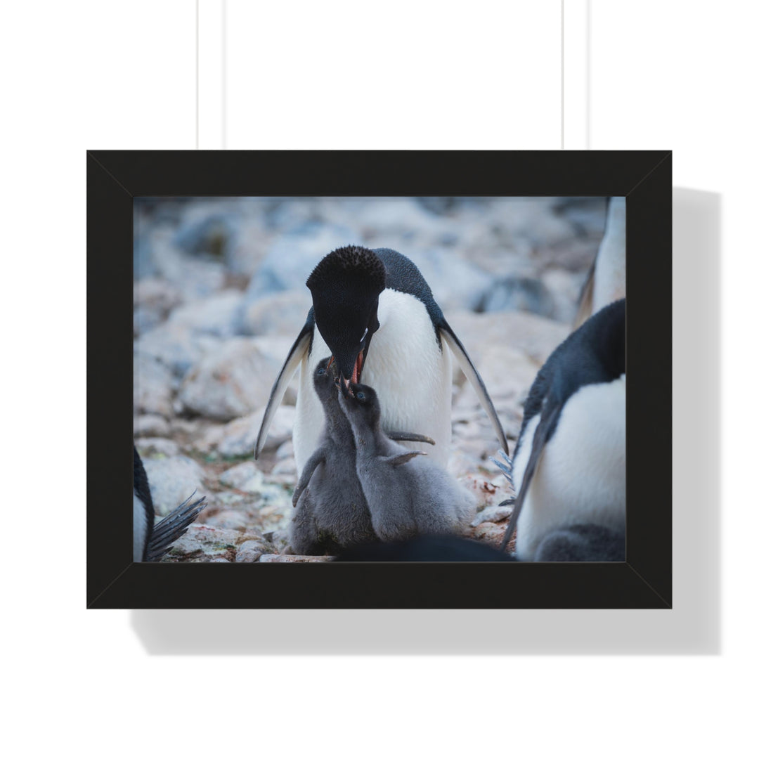 Feeding Time - Framed Print