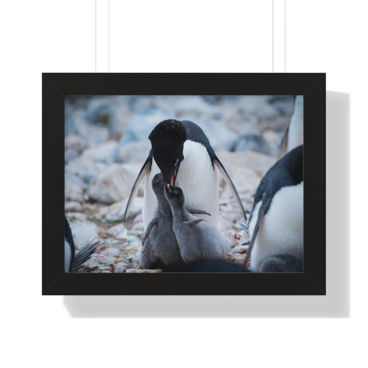 Feeding Time - Framed Print