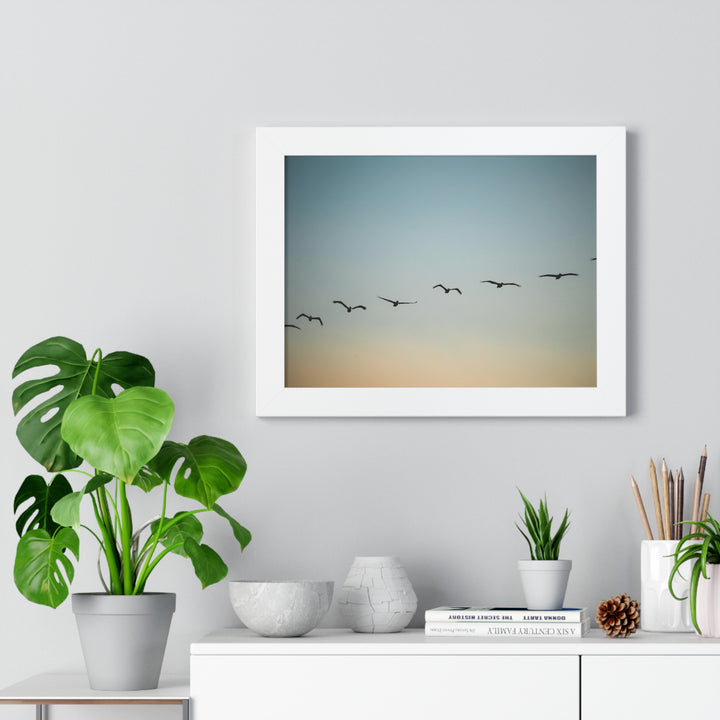 Brown Pelicans in Flight - Framed Print