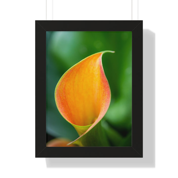 Orange Calla Lily - Framed Print