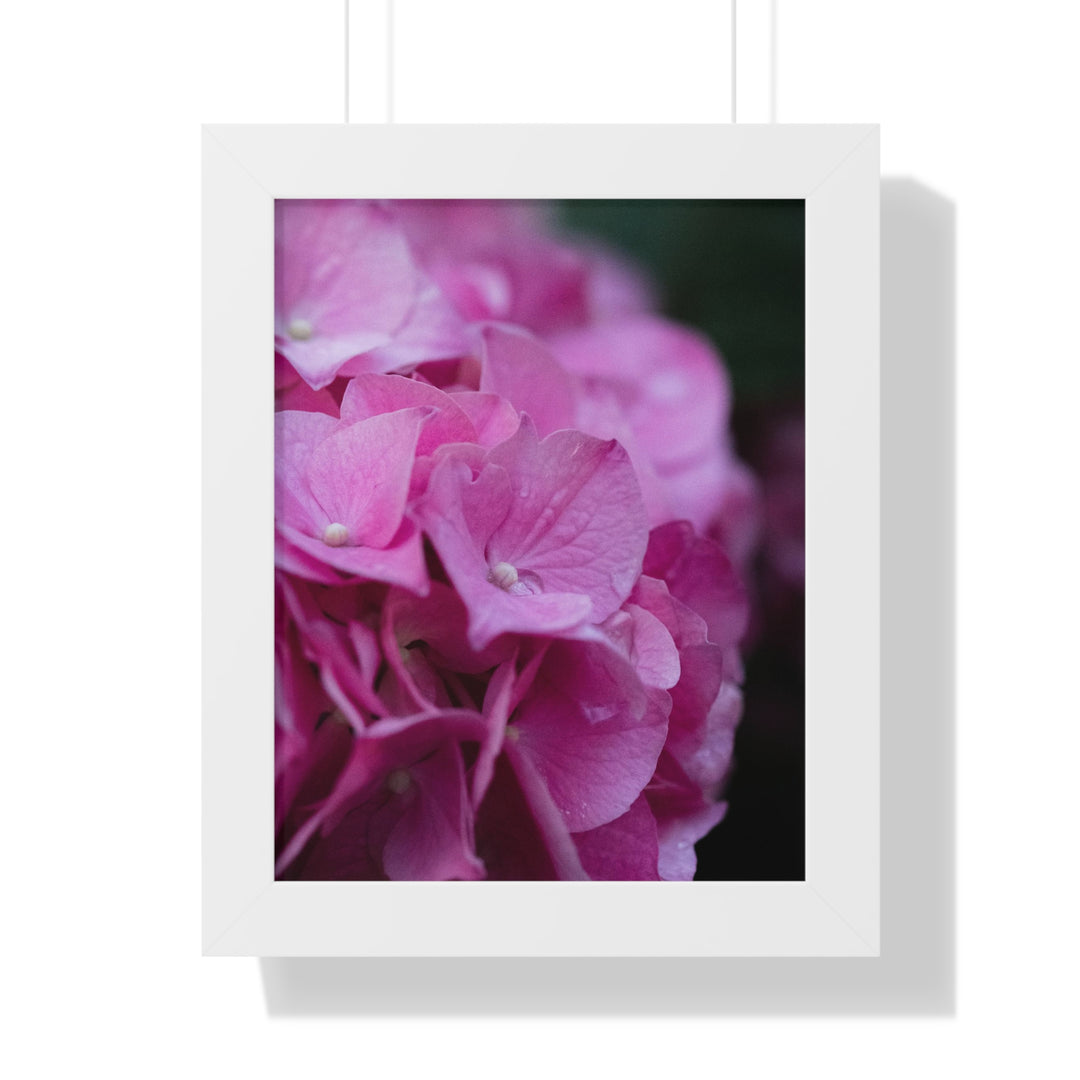 Pink Hydrangea Detail - Framed Print