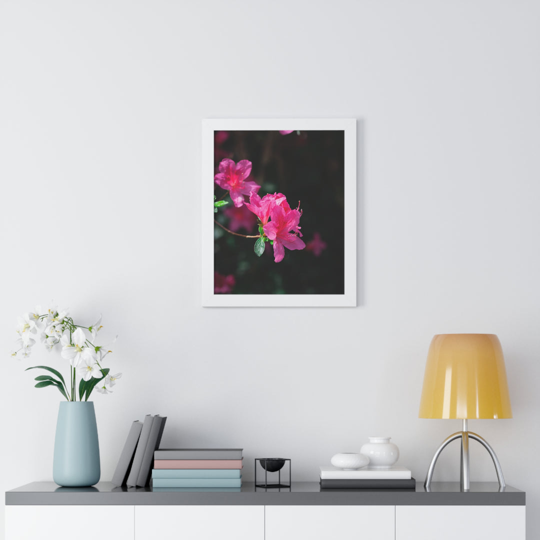 Standout Azalea - Framed Print