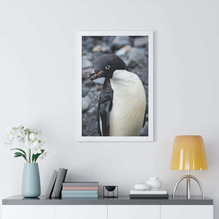A Penguin's Pebble - Framed Print