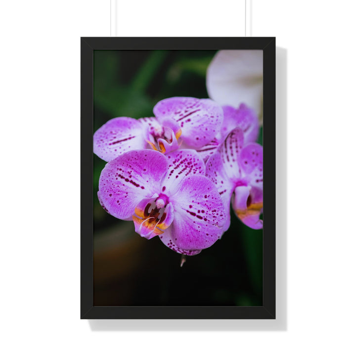 Orchid in Pink - Framed Print