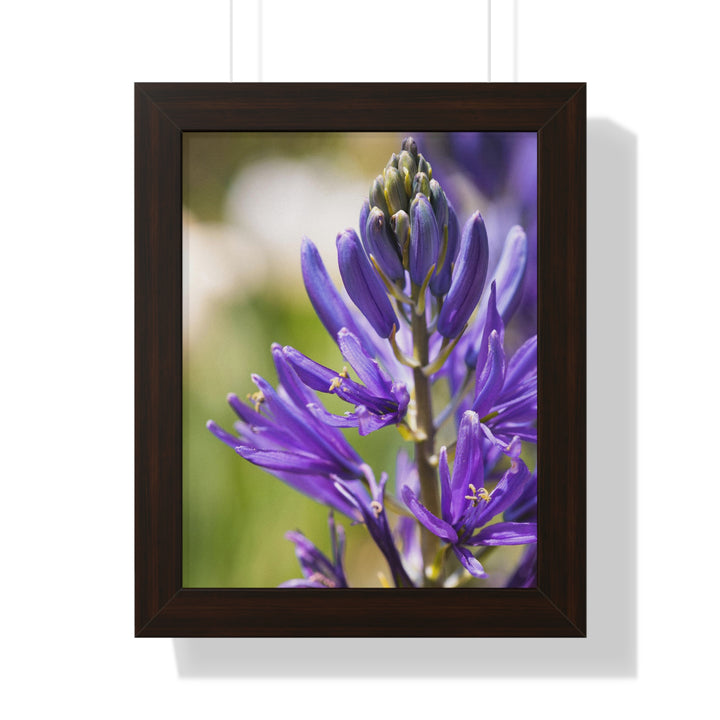 Camas in Bloom - Framed Print