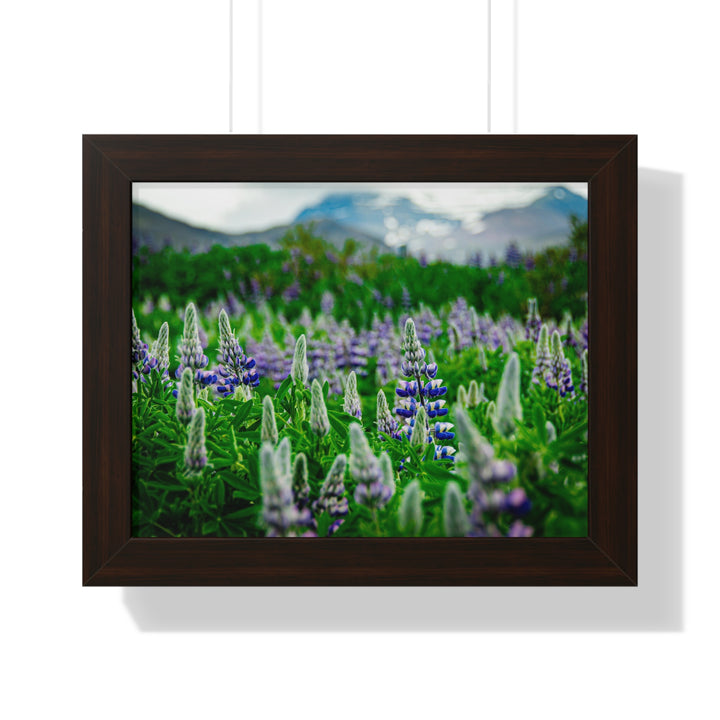 Glowing Lupin with Mountains - Framed Print