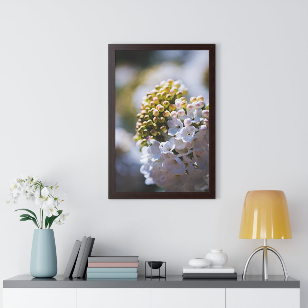 Mid-Bloom - Framed Print