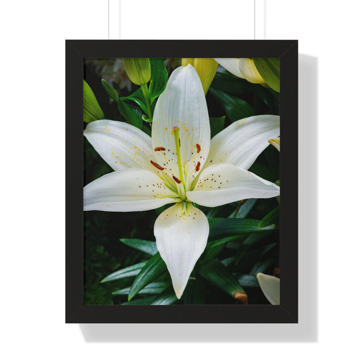 White Lily - Framed Print