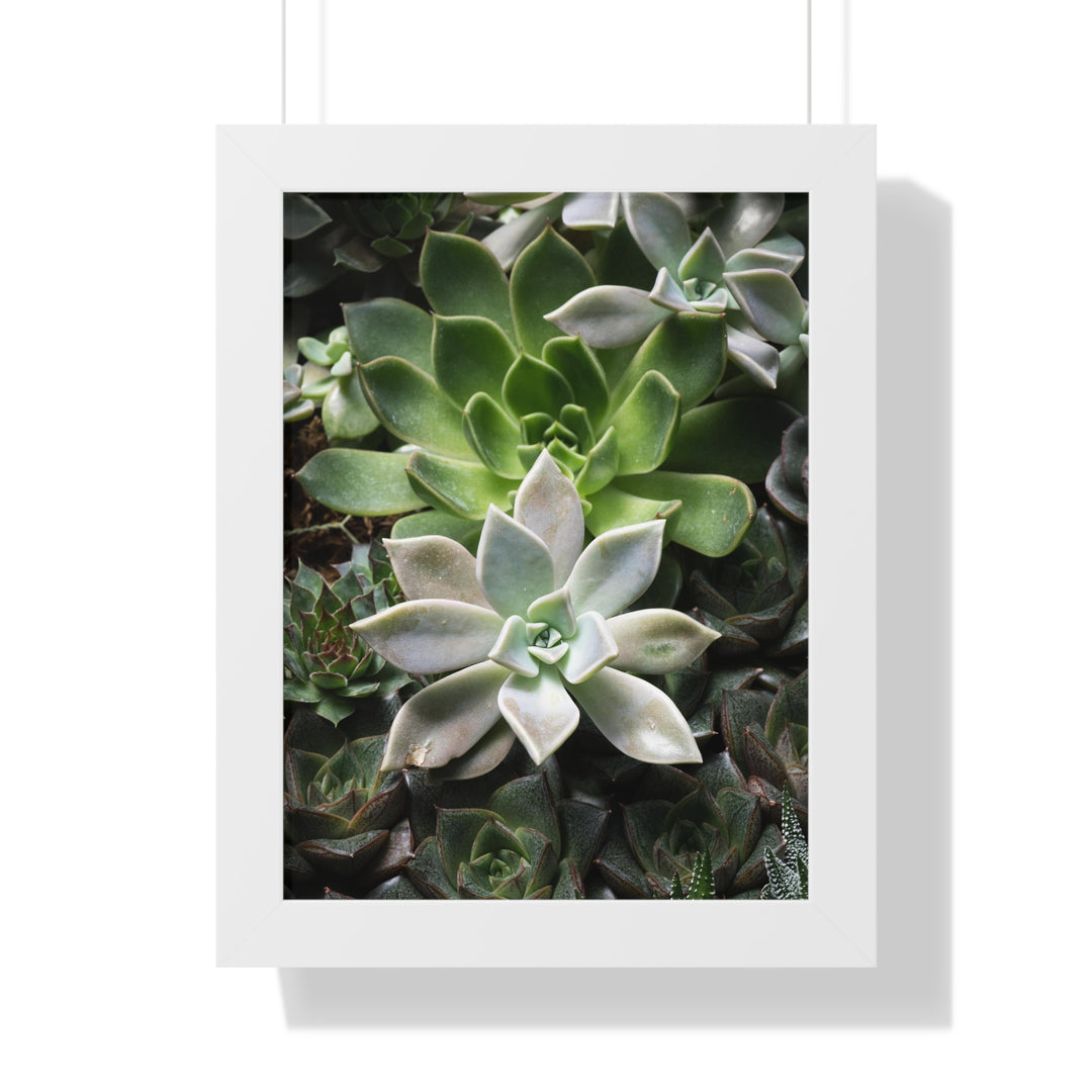 Succulent Array - Framed Print