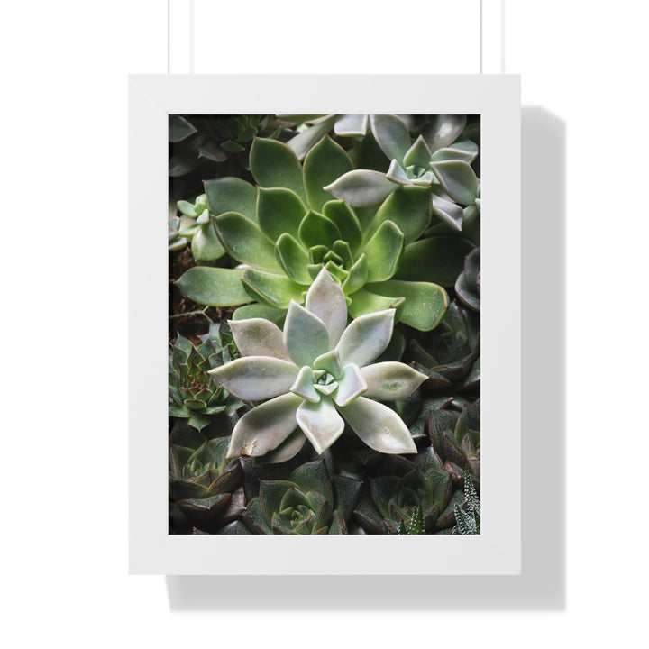 Succulent Array - Framed Print