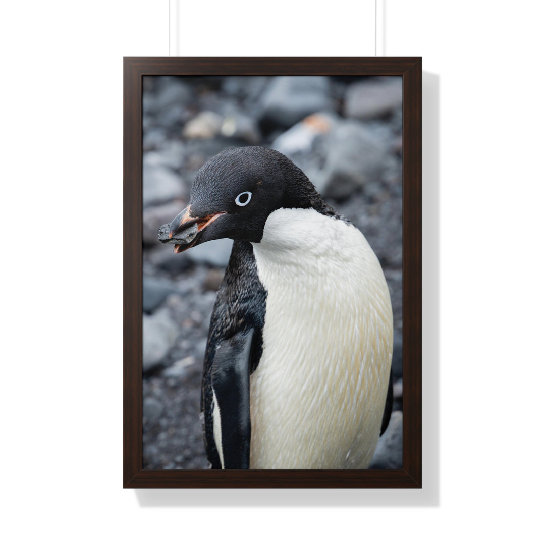 A Penguin's Pebble - Framed Print