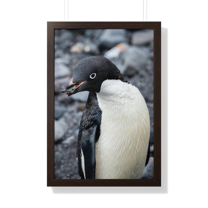 A Penguin's Pebble - Framed Print