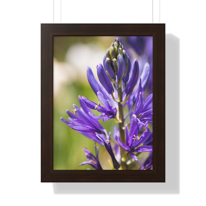 Camas in Bloom - Framed Print