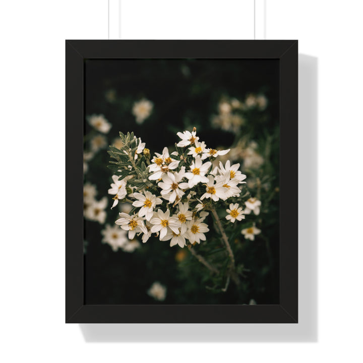 A Touch of White - Framed Print