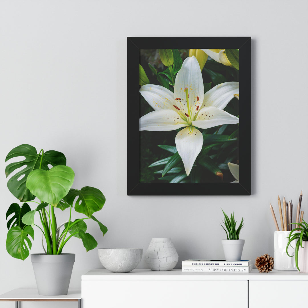 White Lily - Framed Print