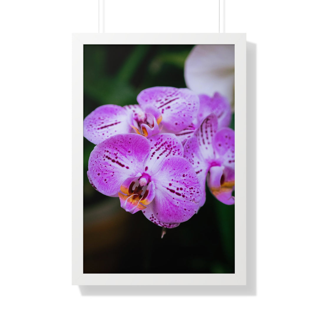 Orchid in Pink - Framed Print