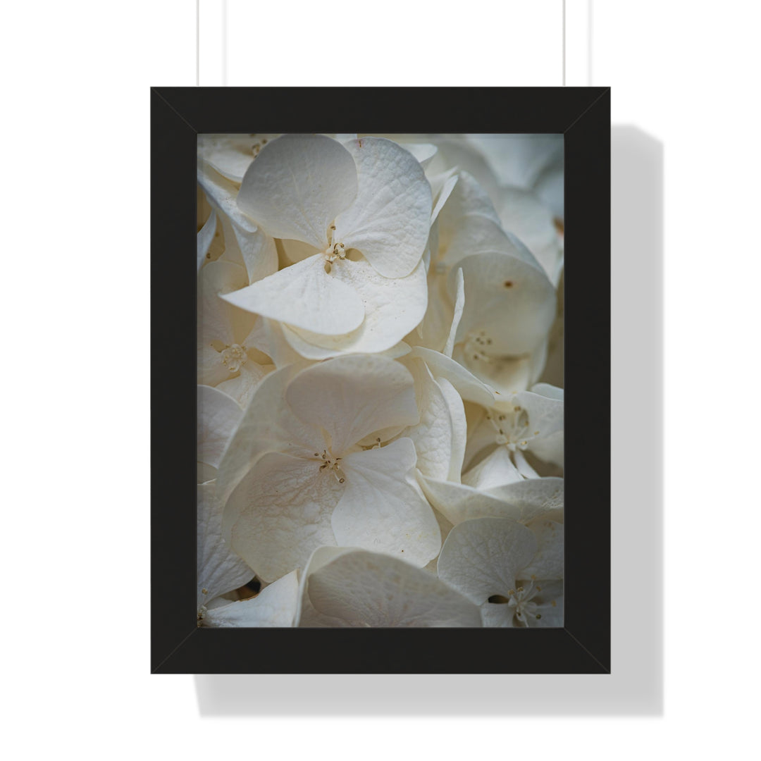 White Hydrangea Detail - Framed Print