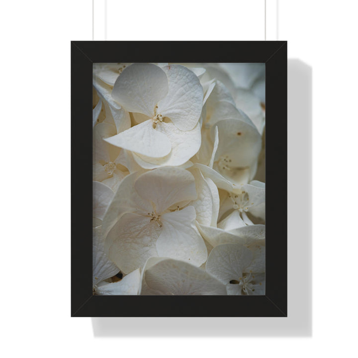 White Hydrangea Detail - Framed Print