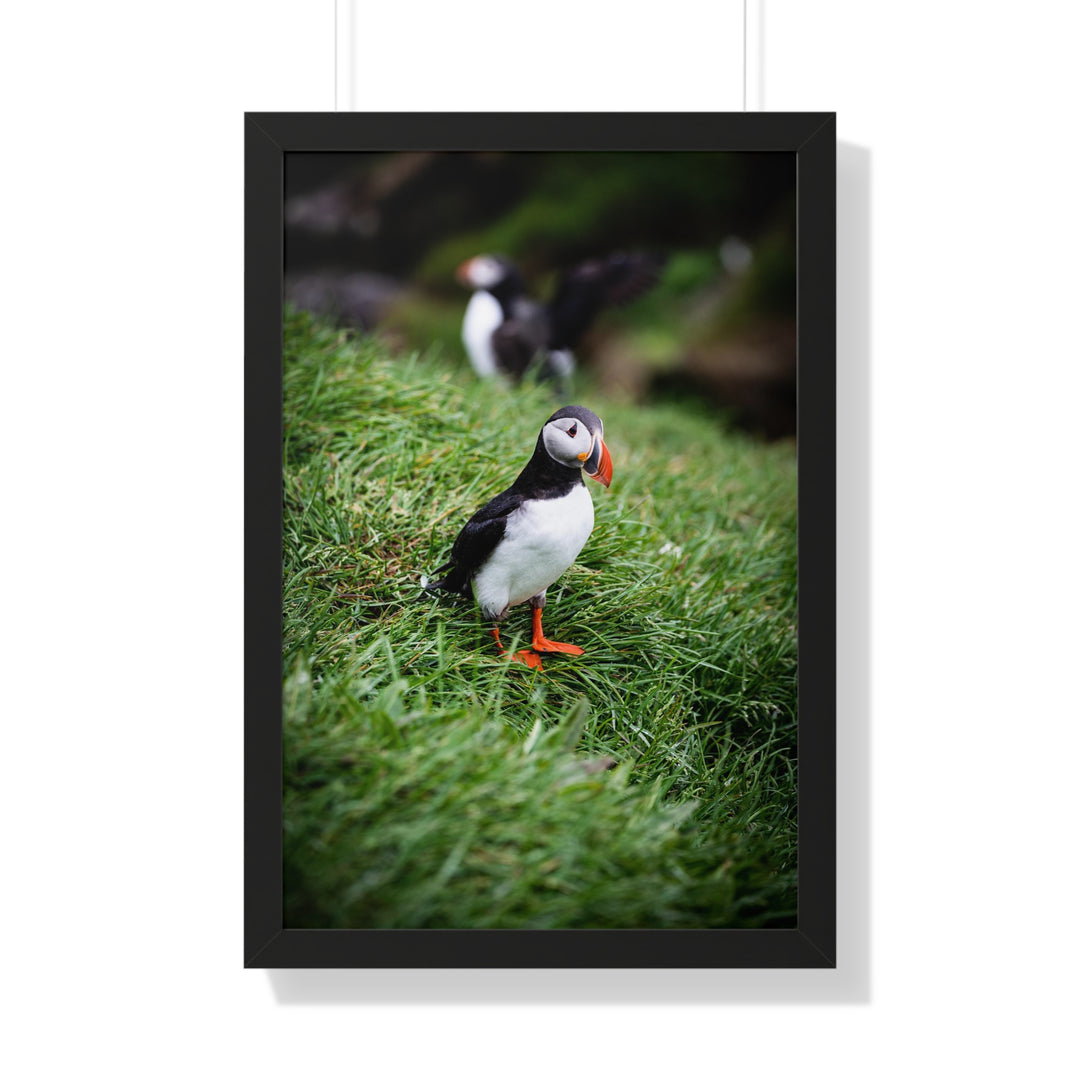 Curious Look - Framed Print
