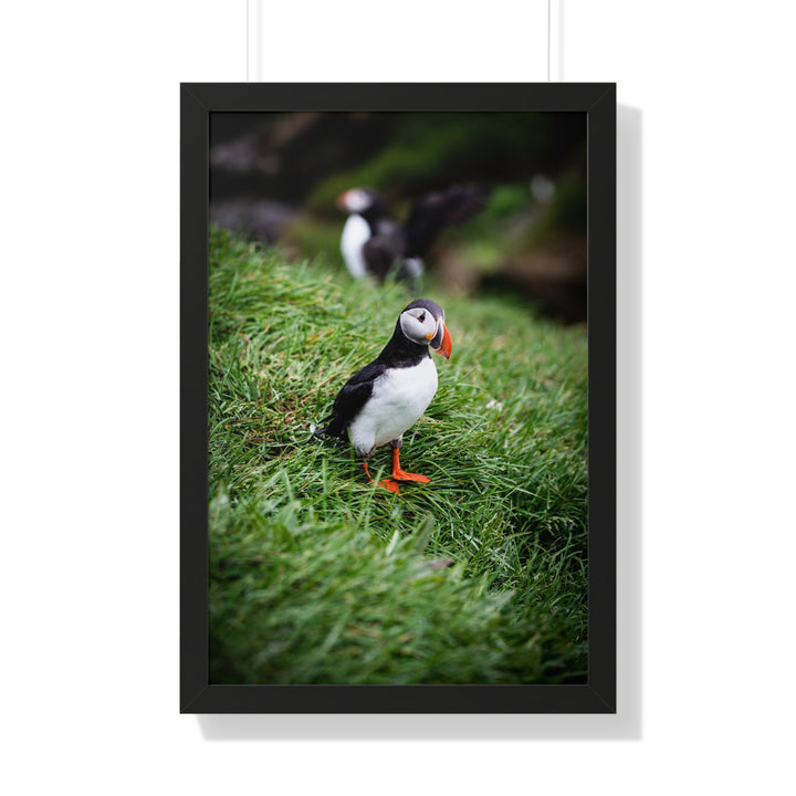 Curious Look - Framed Print